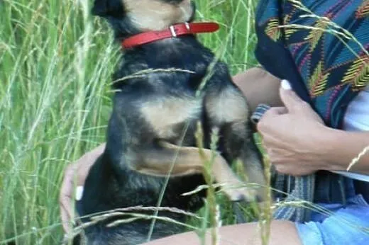 Bezdomny, niekochany. Boberek czeka na adopcję,  d