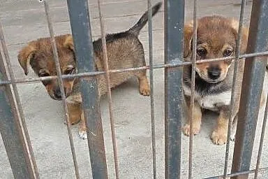 Psie dzieci do adopcji,  świętokrzyskie Kielce