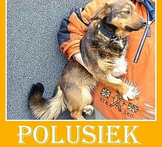 Nasz kochany trójłapek,mały,całuśny piesek POLUŚ.A
