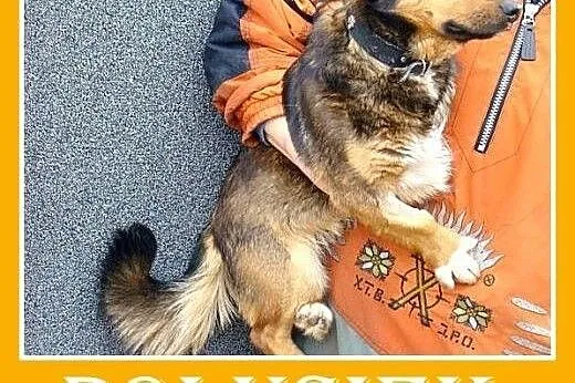 Nasz kochany trójłapek,mały,całuśny piesek POLUŚ.A