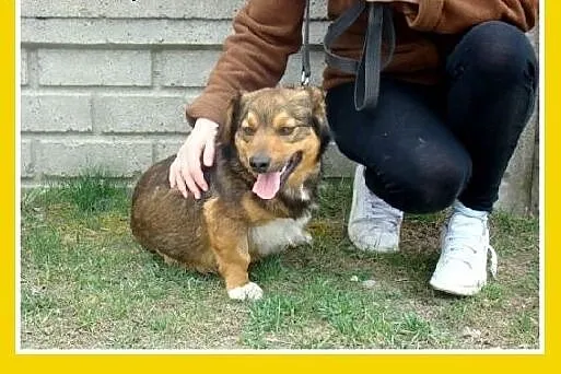 Nasz kochany trójłapek,mały,całuśny piesek POLUŚ.A