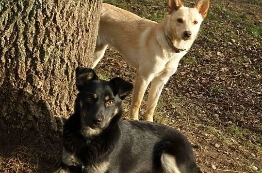 Molly i Holly szukają domów. *oddzielnie też