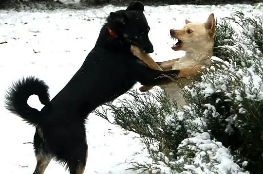 Molly i Holly szukają domów. *oddzielnie też