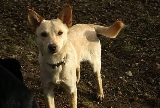 Molly i Holly szukają domów. *oddzielnie też