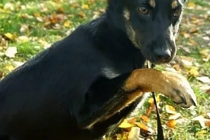 Molly i Holly szukają domów. *oddzielnie też