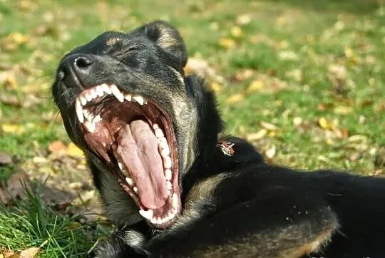 Molly i Holly szukają domów. *oddzielnie też