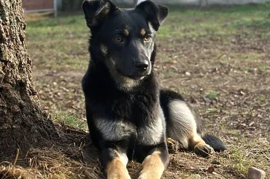 Molly i Holly szukają domów. *oddzielnie też
