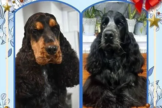 Cocker spaniel angielski