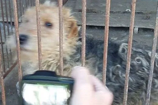 Piesek w typie teriera bardzo prosi o dom!,  małop