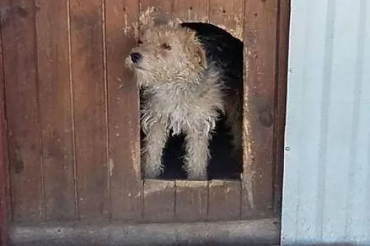 Piesek w typie teriera bardzo prosi o dom!,  małop