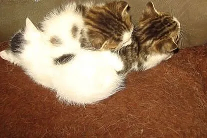Malenkie kotki 6-7 tyg,adopcja!!,  świętokrzyskie 