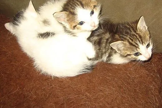 Malenkie kotki 6-7 tyg,adopcja!!,  świętokrzyskie 