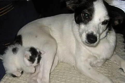 Malenkie kotki 6-7 tyg,adopcja!!,  świętokrzyskie 