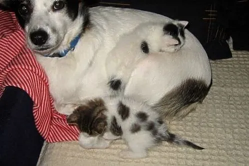 Malenkie kotki 6-7 tyg,adopcja!!,  świętokrzyskie 