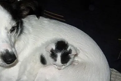 Malenkie kotki 6-7 tyg,adopcja!!,  świętokrzyskie 