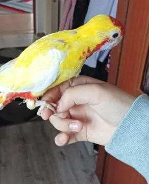 Rozelle królewskie złoty pastel ręcznie karmione.....................!, , Chyżne 