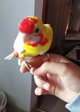Rozelle królewskie złoty pastel ręcznie karmione.....................!, , Chyżne 