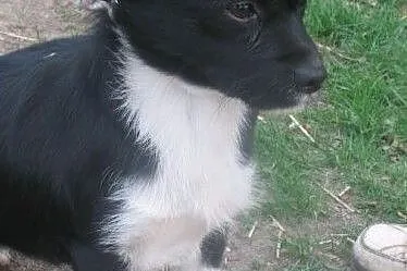 Adelka szuka rodziny do pokochania,  mazowieckie W