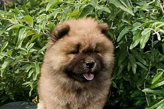 Wzorcowa suczka Czał Czał piękny exterrier rodzice FCI, Opolskie, Krapkowice