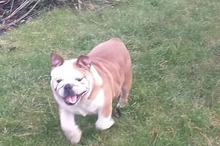 Buldog Angielski z rodowodem FCI