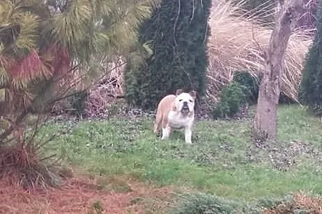 Buldog Angielski z rodowodem FCI