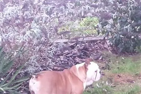 Buldog Angielski z rodowodem FCI