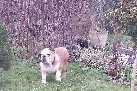 Buldog Angielski z rodowodem FCI
