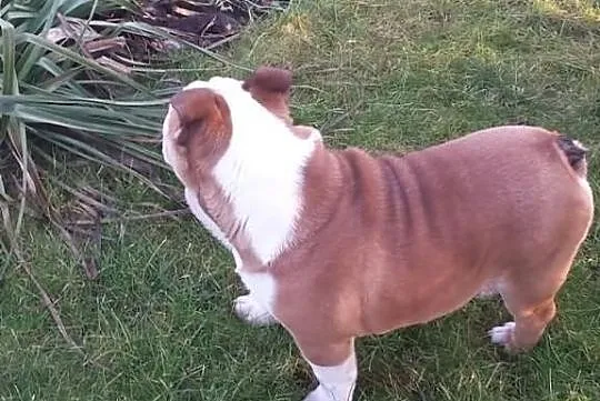 Buldog Angielski z rodowodem FCI