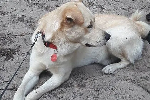 Biszkopt młody piesek szuka kochającego i odpowied