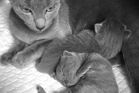 Kocięta Rosyjskie Niebieskie z rodowodem, Włocławek
