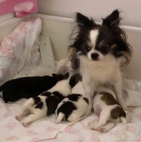 Chihuahua śliczny czekoladowy piesek piękny pies i suczka, świetne pochodzenie +44 7535 295266 Krakó