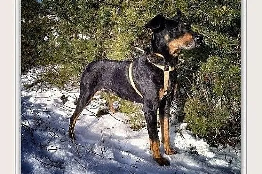 DOBCIA,pinczer mix,2 lata,łagodna,sterylizowana, ś, Kraków