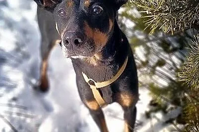 DOBCIA,pinczer mix,2 lata,łagodna,sterylizowana, ś, Kraków