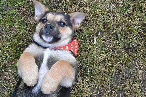2 mies. maleńka MINI szuka domku,  śląskie Katowic