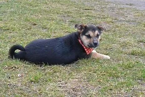 2 mies. maleńka MINI szuka domku,  śląskie Katowic