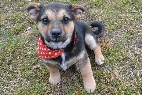 2 mies. maleńka MINI szuka domku,  śląskie Katowic