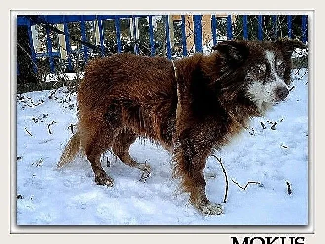 Szpic mix,8 lat,średni 10 kg,łagodny,przytulaśny,szczepiony piesek MOKUŚ.Adopcja., , Bydgoszcz