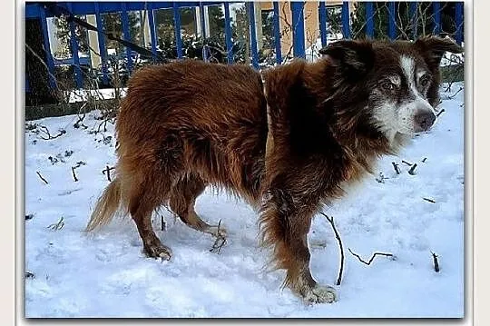 Szpic mix,8 lat,średni 10 kg,łagodny,przytulaśny,szczepiony piesek MOKUŚ.Adopcja., , Bydgoszcz