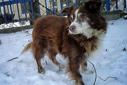 Szpic mix,8 lat,średni 10 kg,łagodny,przytulaśny,szczepiony piesek MOKUŚ.Adopcja., , Bydgoszcz