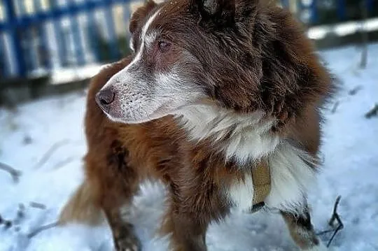 Szpic mix,8 lat,średni 10 kg,łagodny,przytulaśny,szczepiony piesek MOKUŚ.Adopcja., , Bydgoszcz