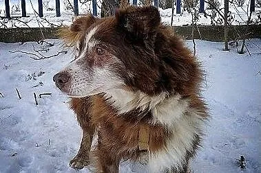 Szpic mix,8 lat,średni 10 kg,łagodny,przytulaśny,szczepiony piesek MOKUŚ.Adopcja., , Bydgoszcz