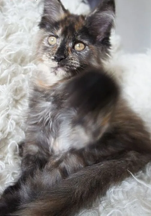 MAINE COON - do odbioru, podkarpackie Boguchwała