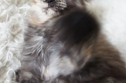 MAINE COON - do odbioru,  podkarpackie Boguchwała