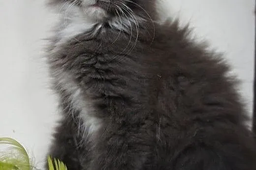 MAINE COON - do odbioru,  podkarpackie Boguchwała