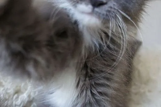 MAINE COON - do odbioru,  podkarpackie Boguchwała