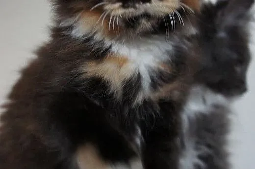 MAINE COON - do odbioru,  podkarpackie Boguchwała