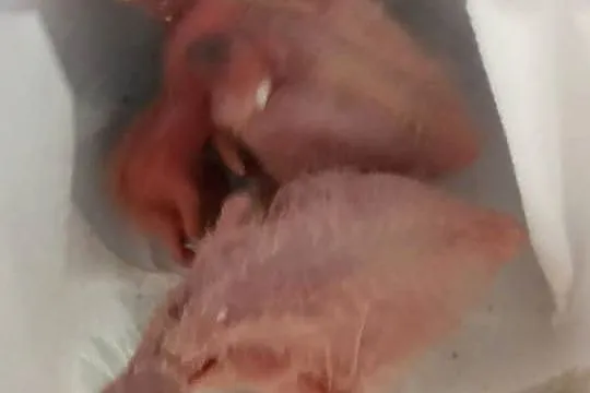 Papuga Papugi Do ręcznego karmienia Pisklaki Ara Marakana Kakadu Różowe