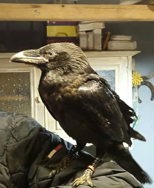 (Corvus corax) kruk, Małopolskie, Kraków