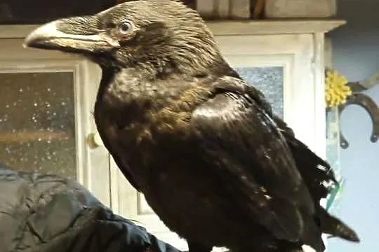 (Corvus corax) kruk, Małopolskie, Kraków