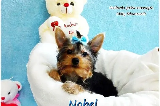 York Yorkshire Terrier Malutki Mini Piesek NOBEL z Rodowodem i Wyprawką